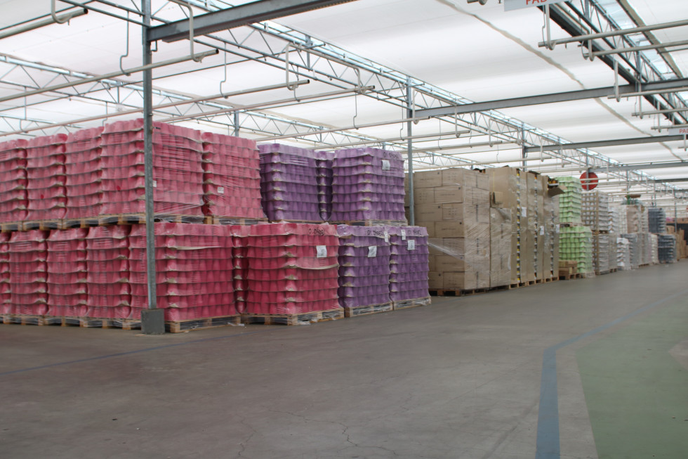 Bunnik Plants 49799