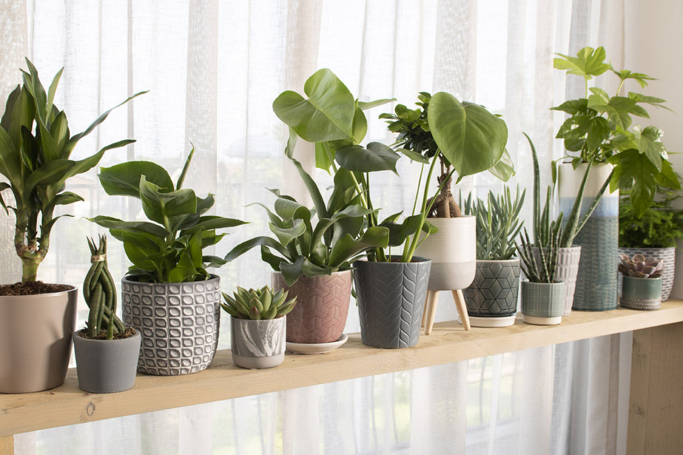 Bunnik Plants 70566