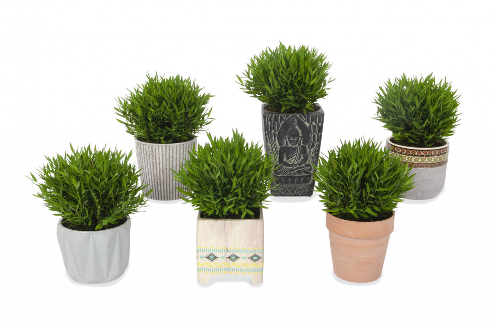 Bunnik Plants 35620