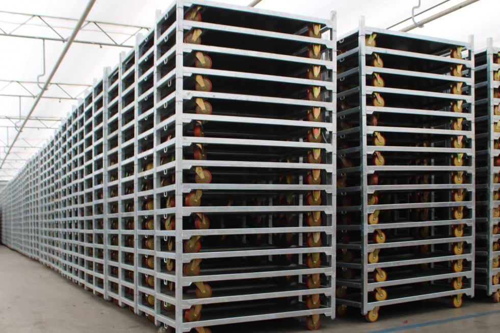 Bunnik Plants 103689