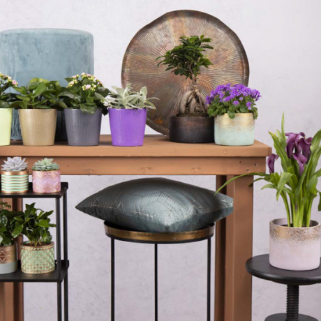 Bunnik Plants Trends 3 75533