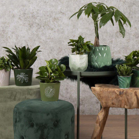 Bunnik Plants Trends 2 75533
