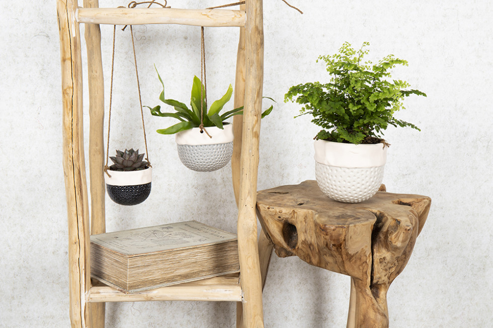 Bunnik Plants 78403